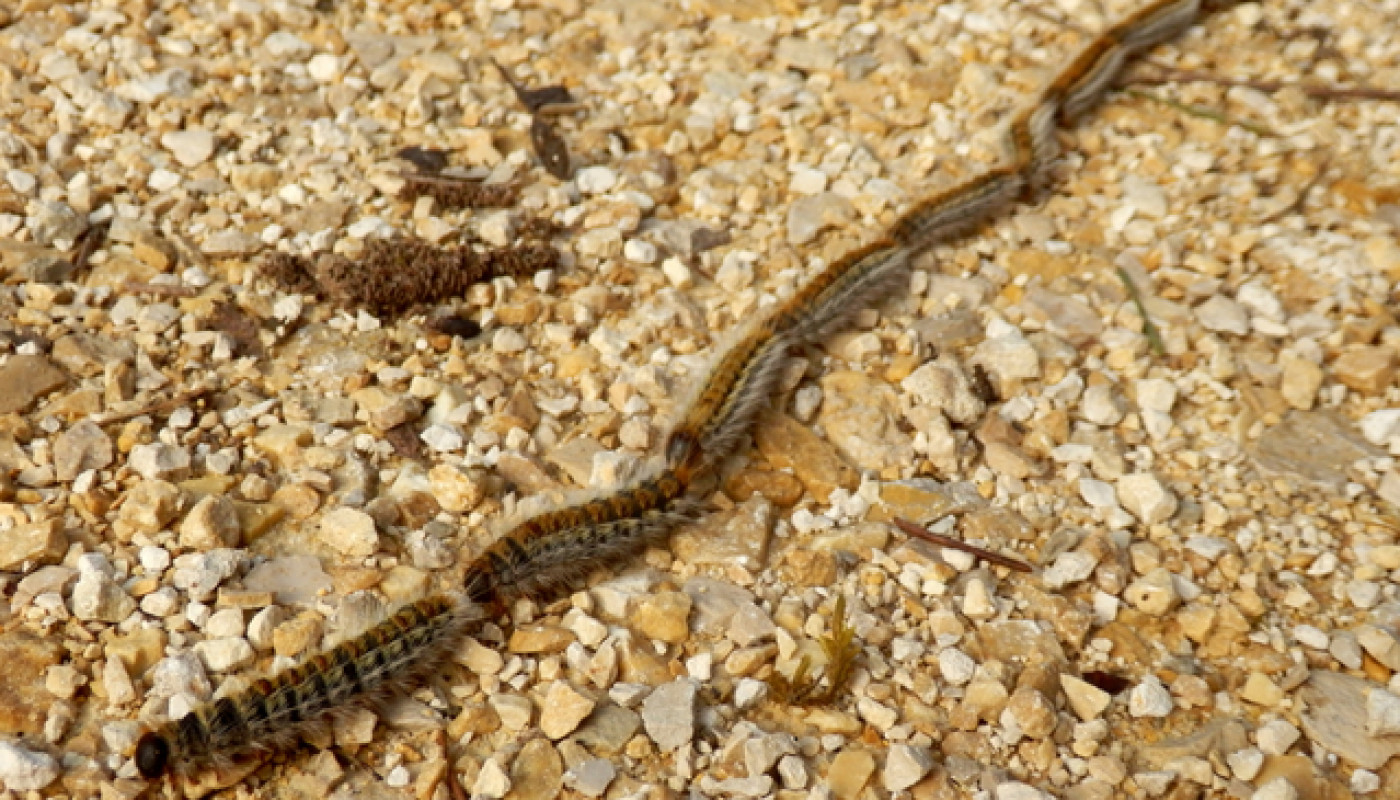 Chenilles processionnaires au Mans : faites appel à une entreprise spécialisée !